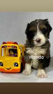 Wanda