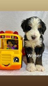 Walker
