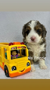 Miss Frizzle
