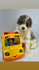 Ralphie