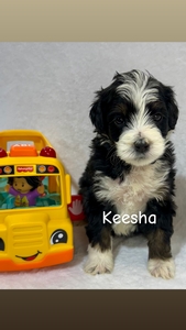Keesha