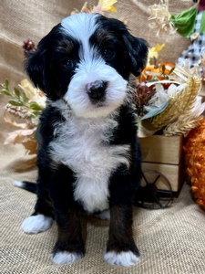 Penny