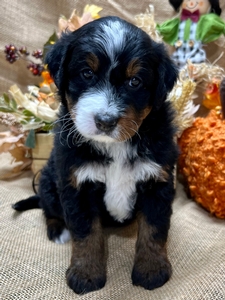 Raj