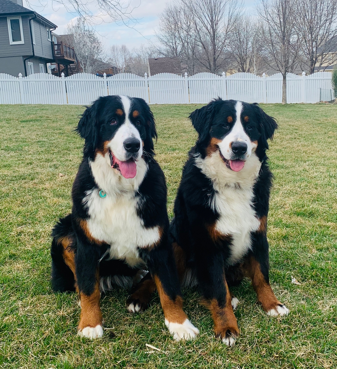 Bernese Mountain Dogs