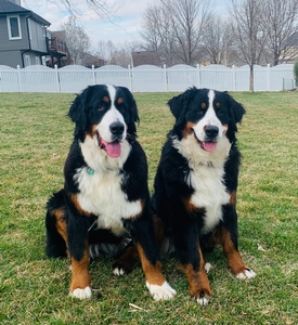 do bernese mountain dogs need much exercise