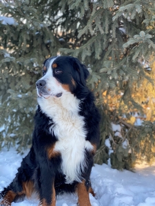 Black and white 2024 bernese mountain dog